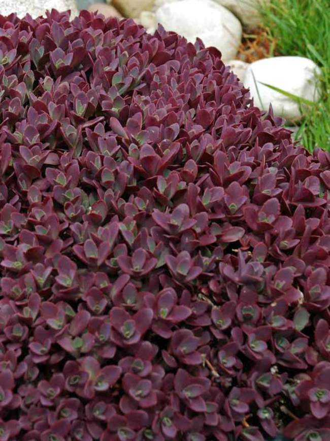 Sedum Firecracker