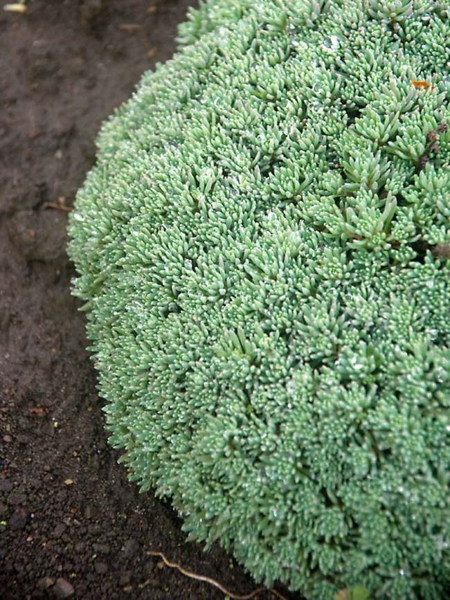 Sedum Silver Frost Bluestone Perennials
