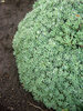 Sedum Silver-Frost