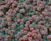 Sedum Glanduliferum