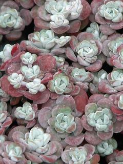 Sedum
