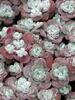 Sedum Harvest-Moon