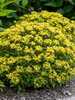 Sedum Bright Idea