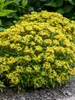 Sedum Bright Idea