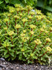 Sedum Bright Idea