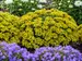 Sedum Bright Idea
