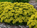 Sedum Bright Idea