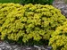 Sedum Bright Idea