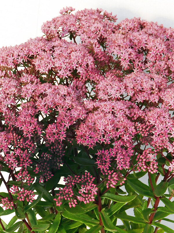 Sedum Jade Tuffet