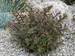 Sedum Jade Tuffet