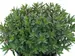 Sedum Jade Tuffet