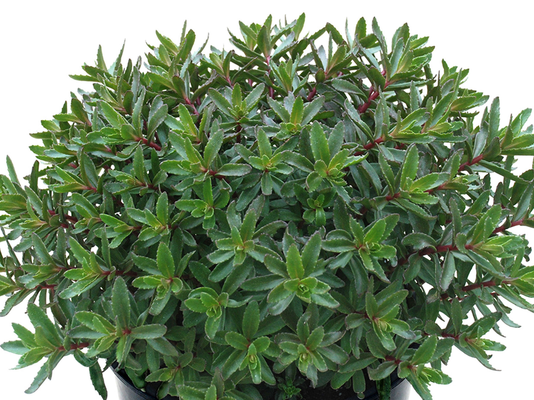 Sedum Jade Tuffet | Bluestone Perennials
