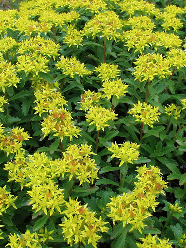 Sedum Kamtschaticum