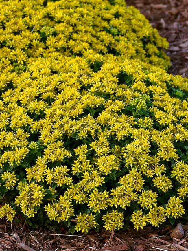 Sedum Little Miss Sunshine