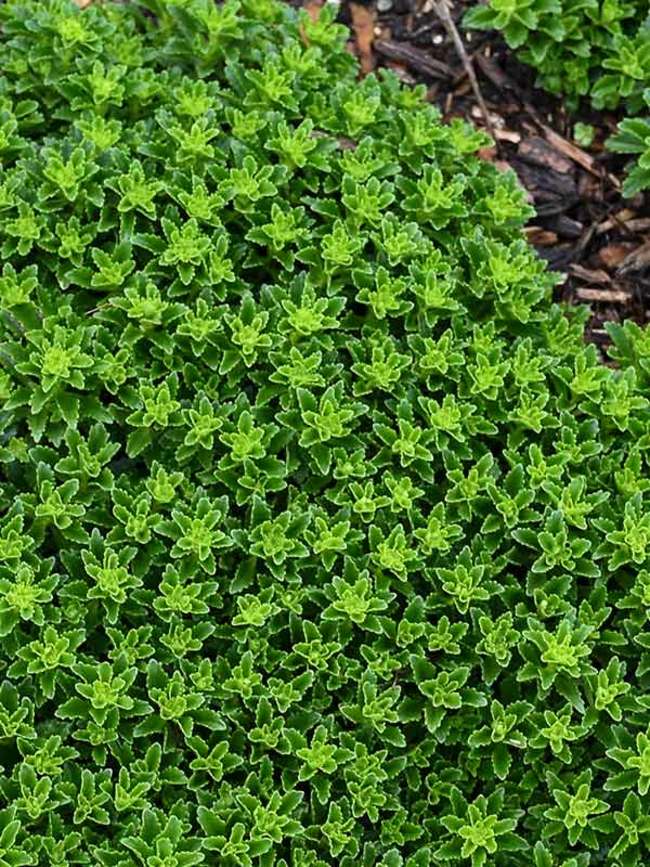 Sedum Little Miss Sunshine -- Bluestone Perennials