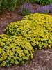 Sedum Little Miss Sunshine