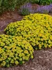 Sedum Little Miss Sunshine