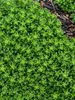 Sedum Little Miss Sunshine