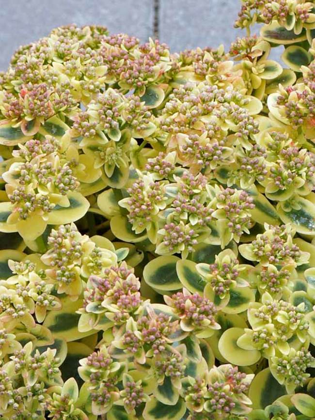 Sedum Lime Twister