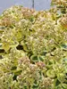 Sedum Lime Twister