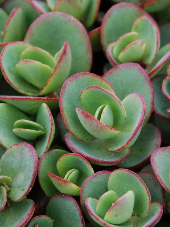 Sedum Lime Zinger