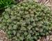 Sedum Lime Zinger