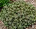 Sedum Lime Zinger