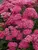 Sedum Mr Goodbud