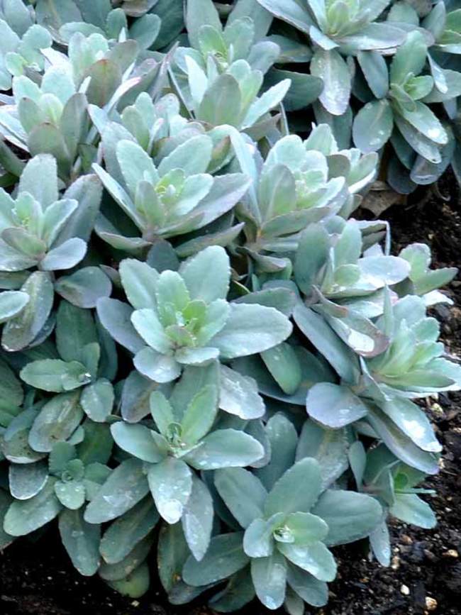 Sedum Marina