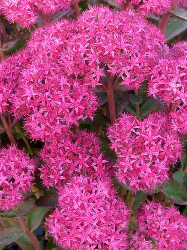 Sedum Munstead Dark Red