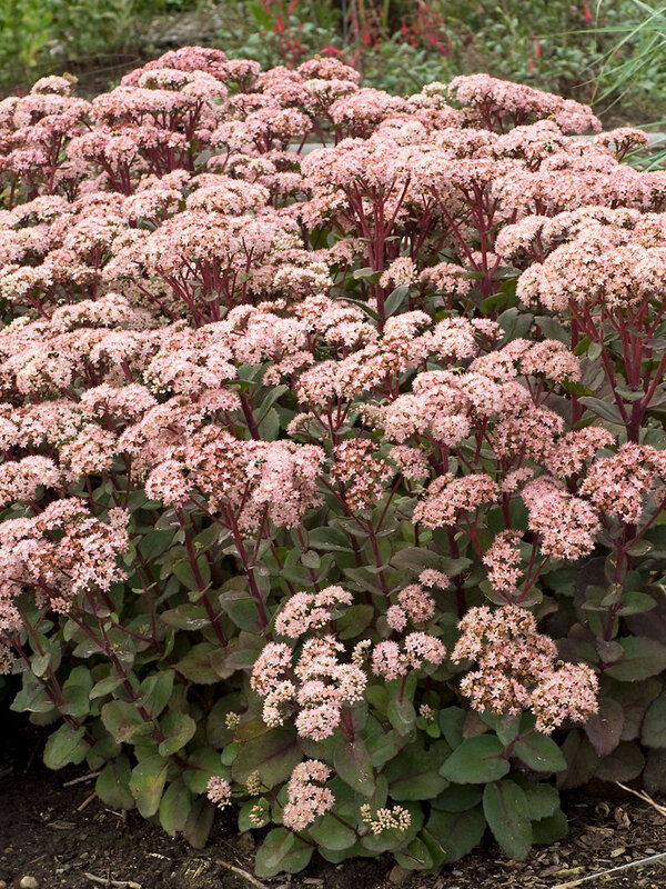 Sedum Matrona
