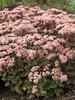 Sedum Matrona