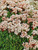 Sedum Murale