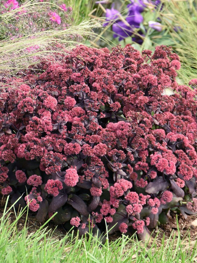 Sedum Midnight Velvet (Stonecrop)