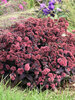 Sedum Midnight Velvet