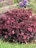 Sedum Midnight Velvet
