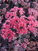 Sedum Midnight Velvet