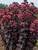 Sedum Night Embers