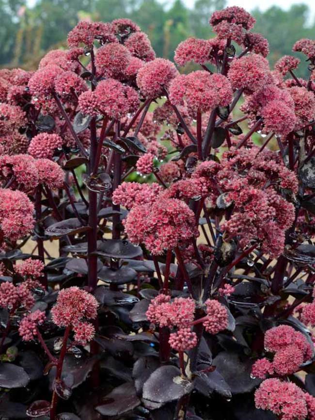 Sedum Night Embers