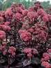 Sedum Night Embers
