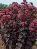 Sedum Night Embers