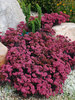 Sedum Plum Dazzled