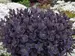 Sedum Plum Dazzled