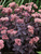 Sedum Purple-Emperor