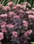 Sedum Purple-Emperor