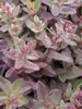 Sedum Purple-Emperor