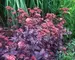 Sedum Purple-Emperor