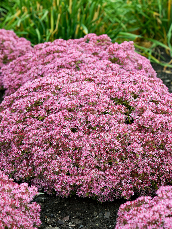 Sedum Pride And Joy