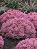 Sedum Pride And Joy