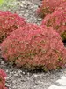 Sedum Pride And Joy